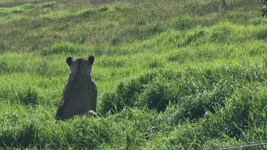 Addo Elephant Park and Kragga Kamma Game Park Combo - What Kragga Kamma adds