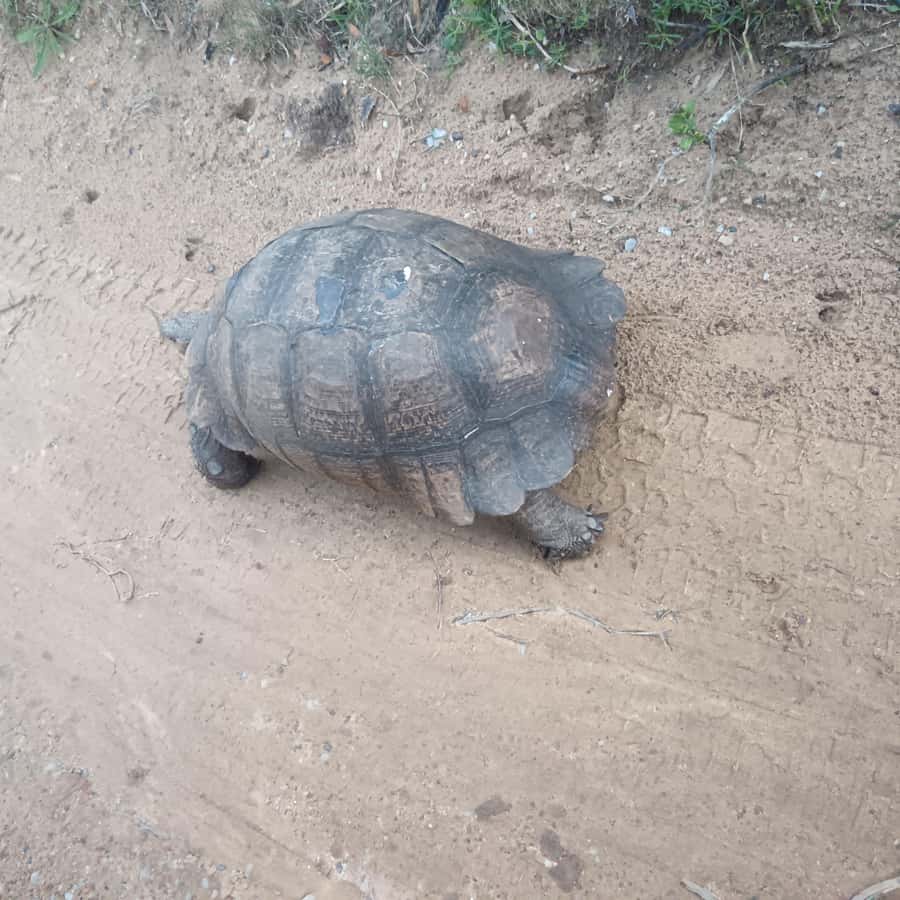 Addo Elephant Park and Kragga Kamma Game Park Combo - The Big 5 question