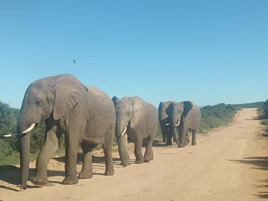 Addo Elephant Park and Kragga Kamma Game Park Combo - Is $224 a fair price?