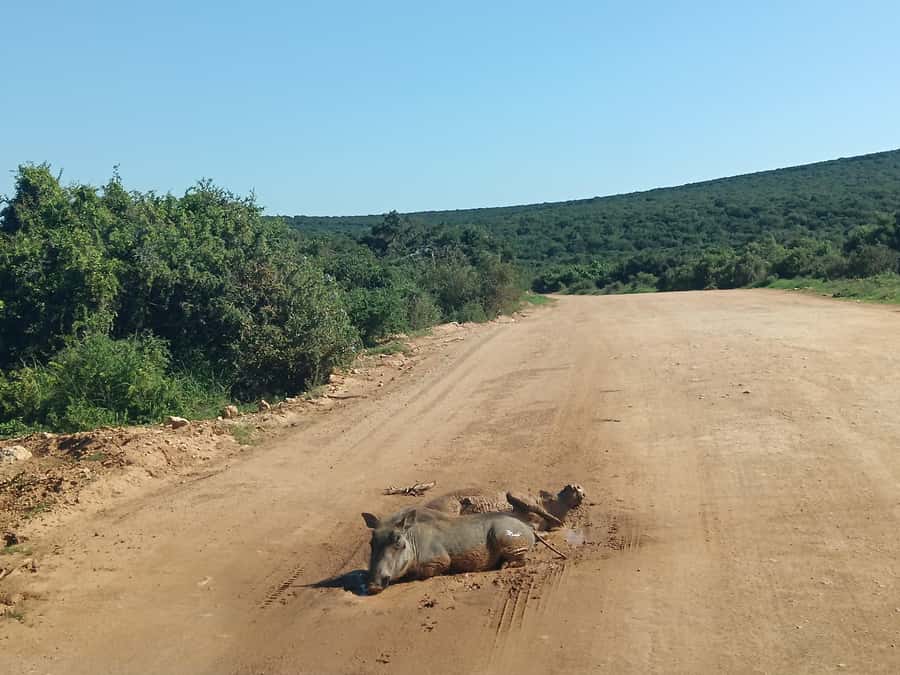 Addo Elephant Park and Kragga Kamma Game Park Combo - Final booking advice