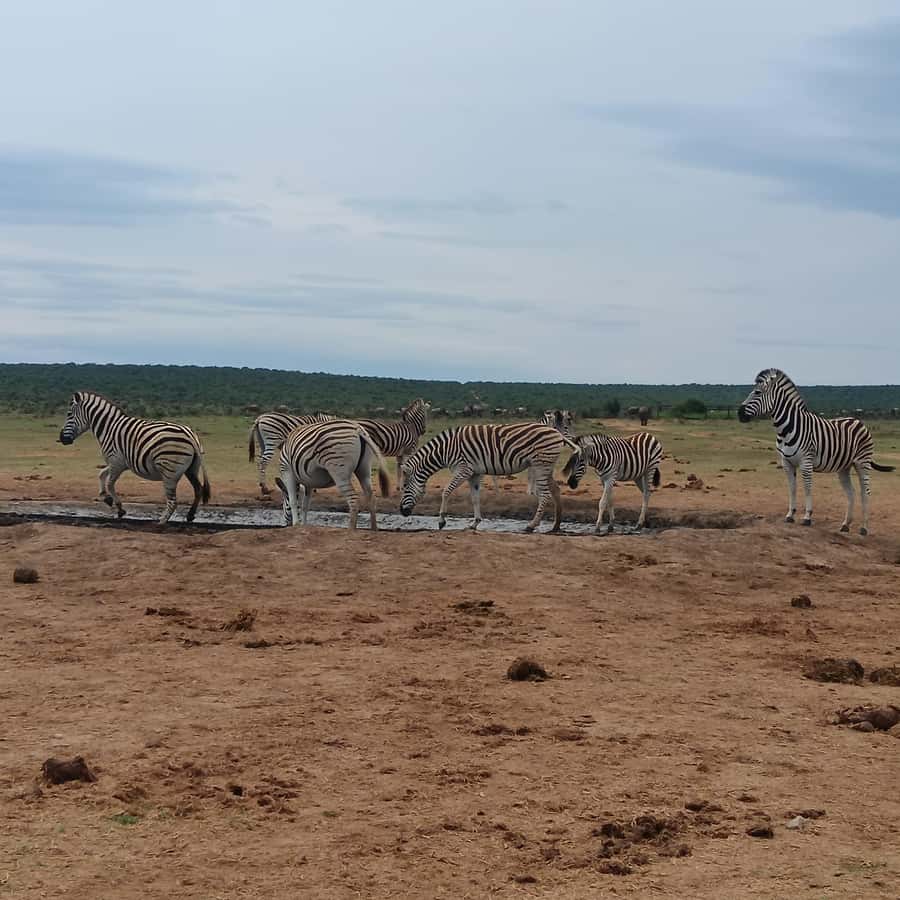 Addo Elephant Park and Kragga Kamma Game Park Combo - Five hours among Addo’s elephants