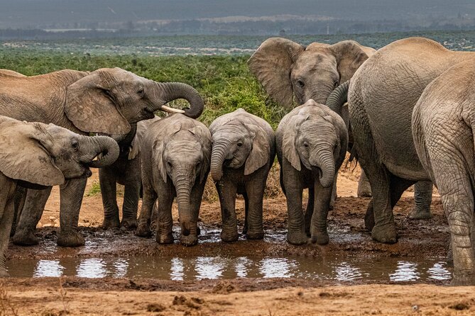 Addo Elephant Park Safari & Shore Excursion from Port Elizabeth - Key points to know before you book