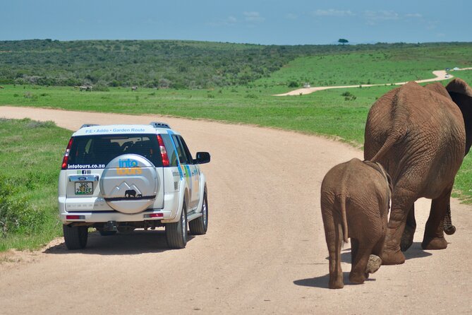 Addo Elephant Park Safari & Shore Excursion from Port Elizabeth - Starting in Port Elizabeth at 9:00 a.m.