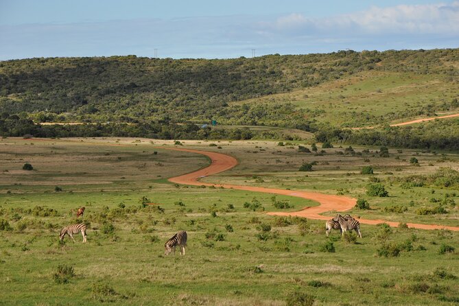 Addo Elephant Park Safari & Shore Excursion from Port Elizabeth - Who will enjoy this Addo safari most