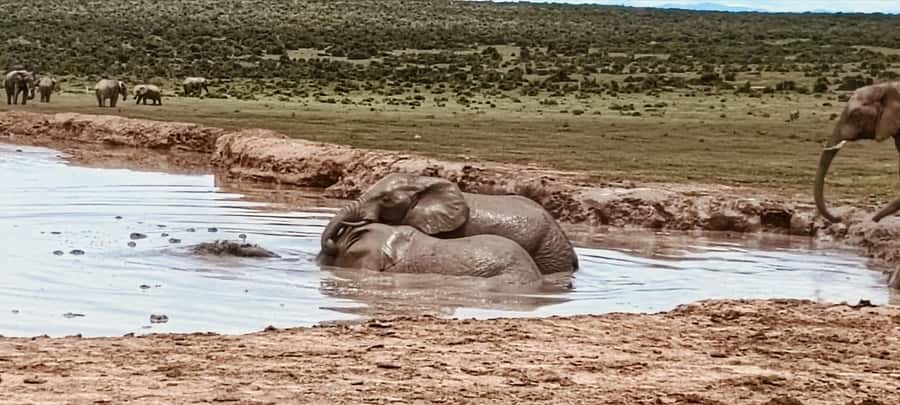 Addo Elephant Park:Safari Tour meet Big 5 to be satisfied - Key points to know before you book