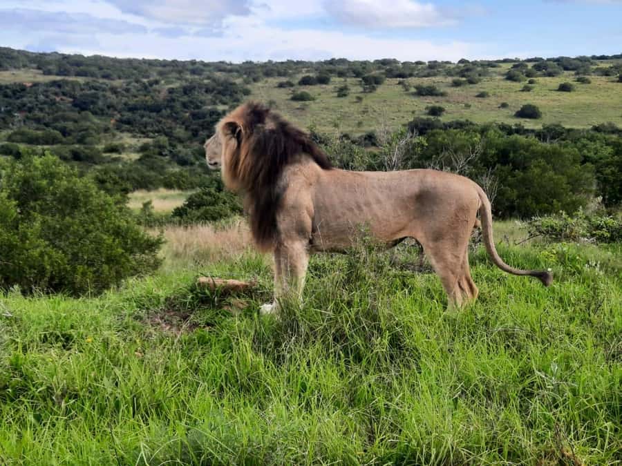 Addo Elephant Park:Safari Tour meet Big 5 to be satisfied - From Port Elizabeth Harbour to Addo’s elephant country