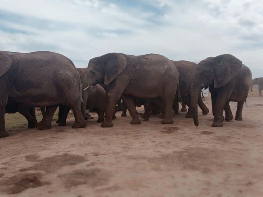 Addo Elephant Park:Safari Tour meet Big 5 to be satisfied - The safari vehicle: practical, but not open-air
