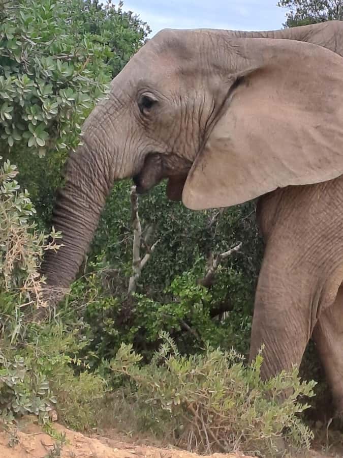 Addo Elephant Park:Safari Tour meet Big 5 to be satisfied - Finding elephants, buffalo, zebras, and antelope