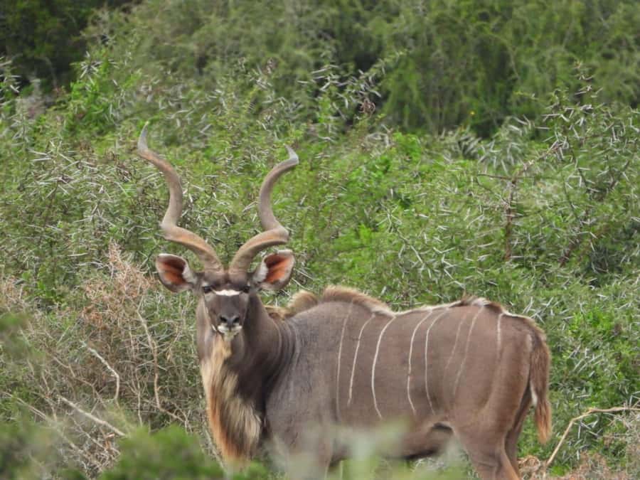 Addo Elephant Park:Safari Tour meet Big 5 to be satisfied - Who will enjoy this Addo outing most