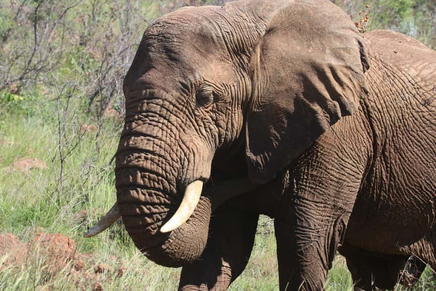 Addo Elephant Park Tours. Full Day - A guided search for elephants and the Big Five