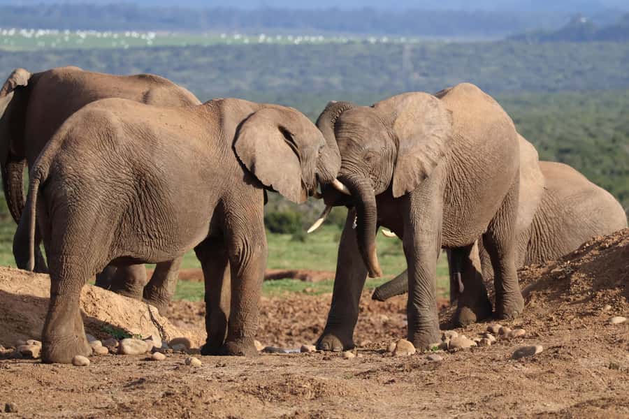 Addo Elephant Park Tours. Full Day - A note about Algoa Bay and other wildlife trips