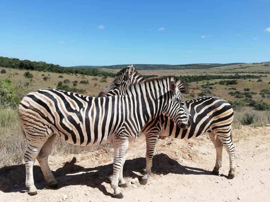 Addo Elephant Park Tours. Full Day - Who will get the most from this day