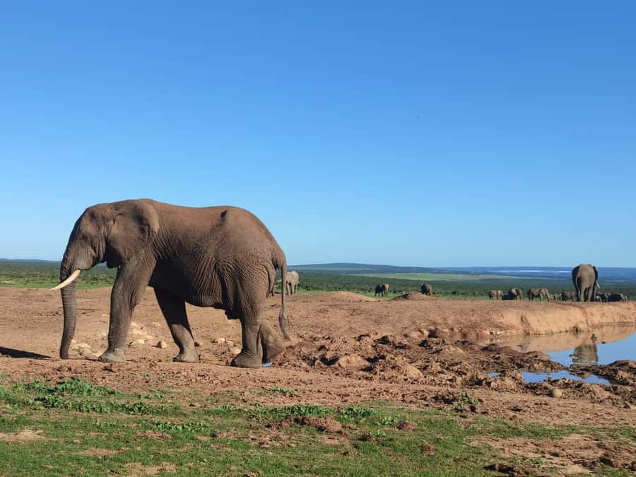 Addo Elephant Park Tours. Full Day - Booking details worth checking first