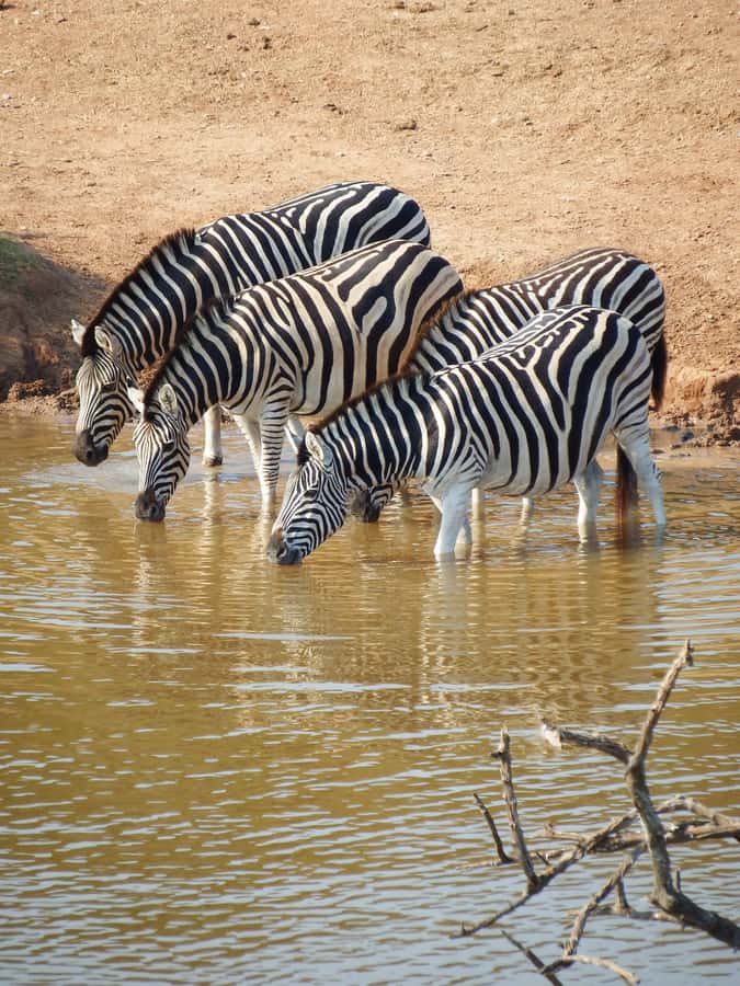 Addo Elephant Park Tours. Full Day - The safari vehicle matters more than you might expect