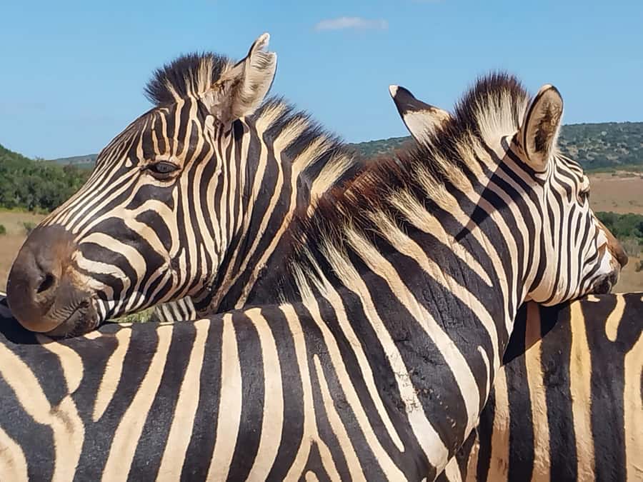 ADDO ELEPHANT PARK - Pickup options that suit a port day
