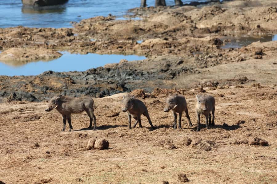 Addo: Game Drive in Addo Elephant National Park Private - Key points to know before booking