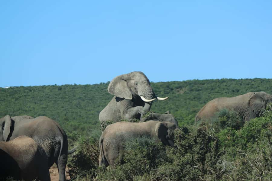 Addo: Game Drive in Addo Elephant National Park Private - What the private guide adds
