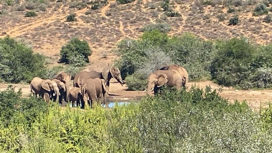 Addo: Game Drive in Addo Elephant National Park Private - Breakfast, lunch, and the barbecue stop