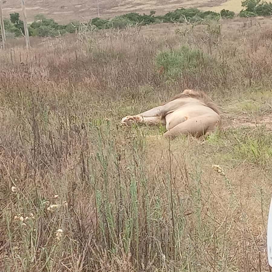 Addo: Game Drive in Addo Elephant National Park Private - Is $270 per person fair value?