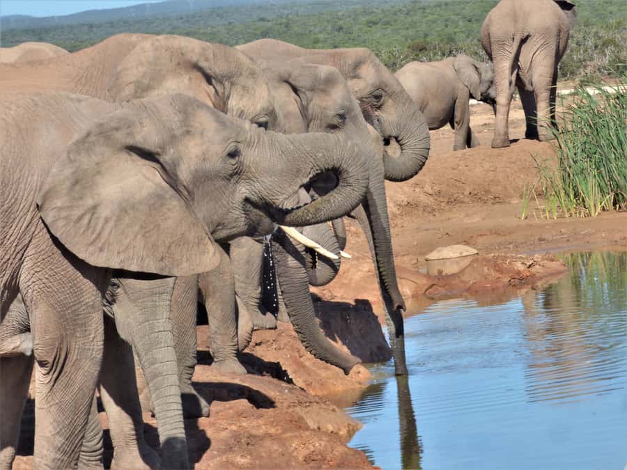 Addo National Park: Full-Day Safari Tour - Key points to know before booking
