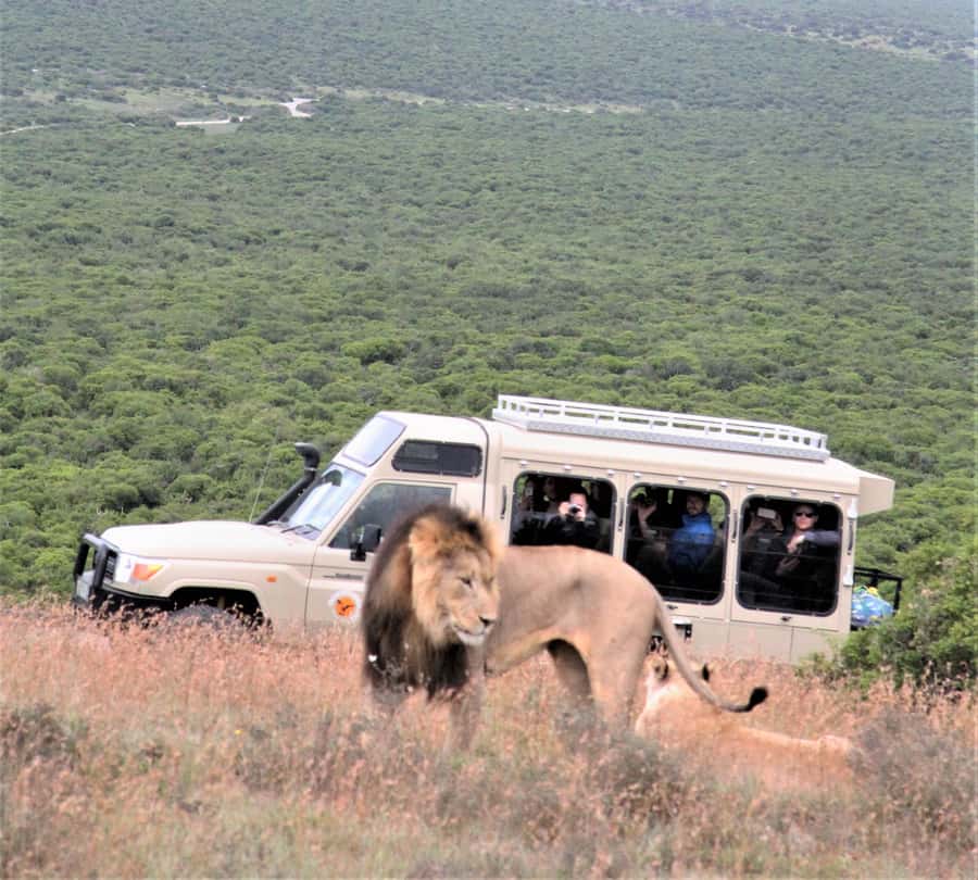 Addo National Park: Full-Day Safari Tour - Why the full nine-hour format matters