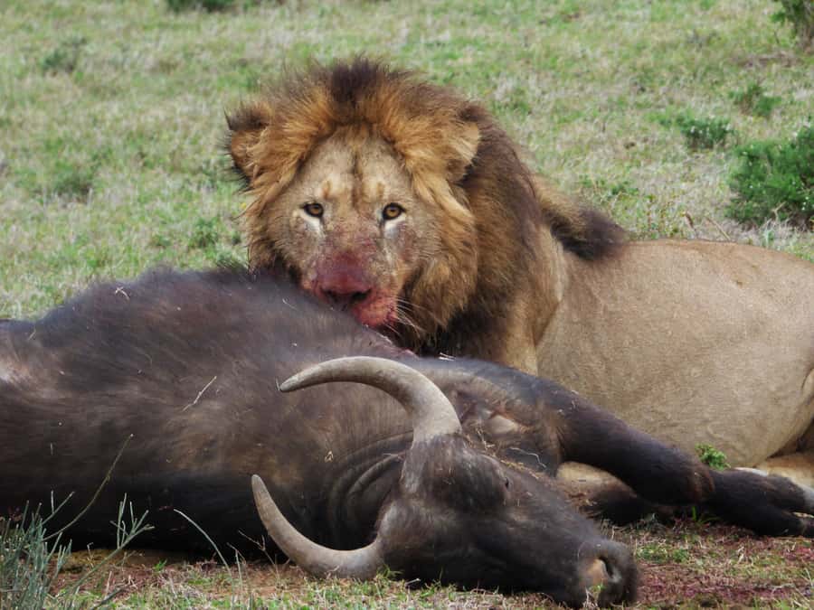 Addo National Park: Full-Day Safari Tour - Searching Addo’s northern and southern sections