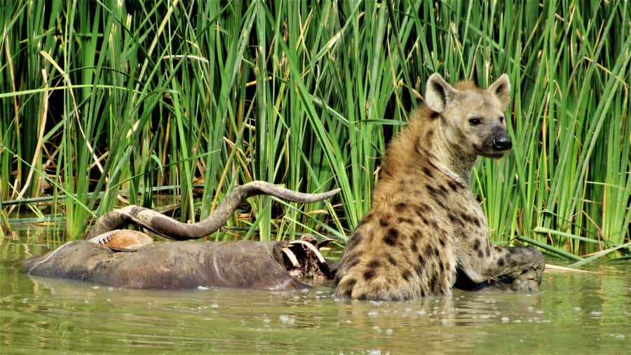 Addo National Park: Full-Day Safari Tour - A proper South African braai at midday