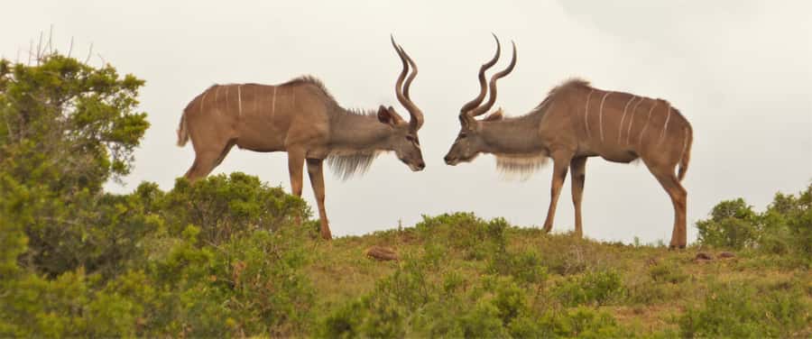 Addo National Park: Full-Day Safari Tour - Weather, clothing, and age limits