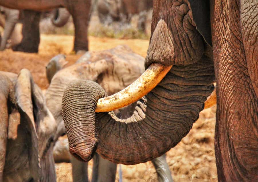Addo National Park: Full-Day Safari Tour - Should you book the full-day Addo tour?