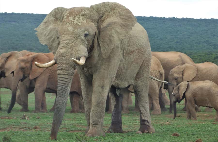 Addo National Park: Full-Day Safari Tour - Riding through Addo in a closed Land Cruiser