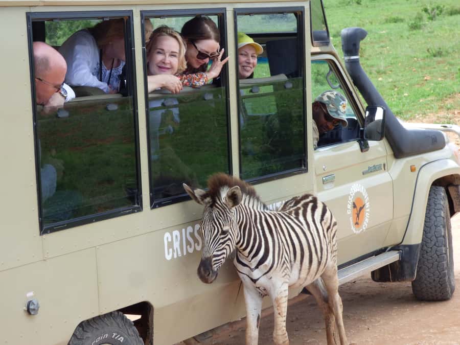 Addo National Park: Guided Half-Day Safari - Key points to know before booking