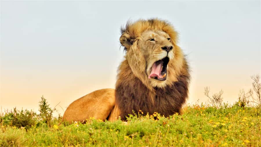 Addo National Park: Guided Half-Day Safari - Why a half-day safari makes sense in Addo