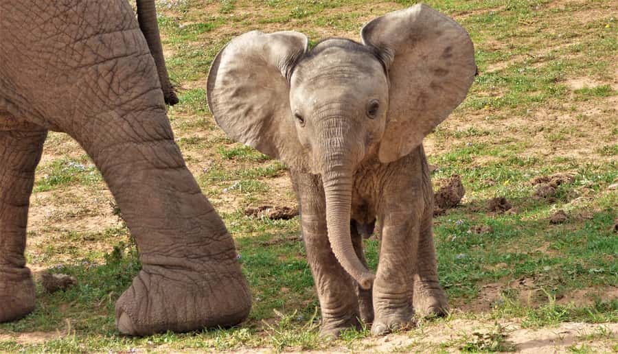 Addo National Park: Guided Half-Day Safari - What the four-hour route is likely to feel like