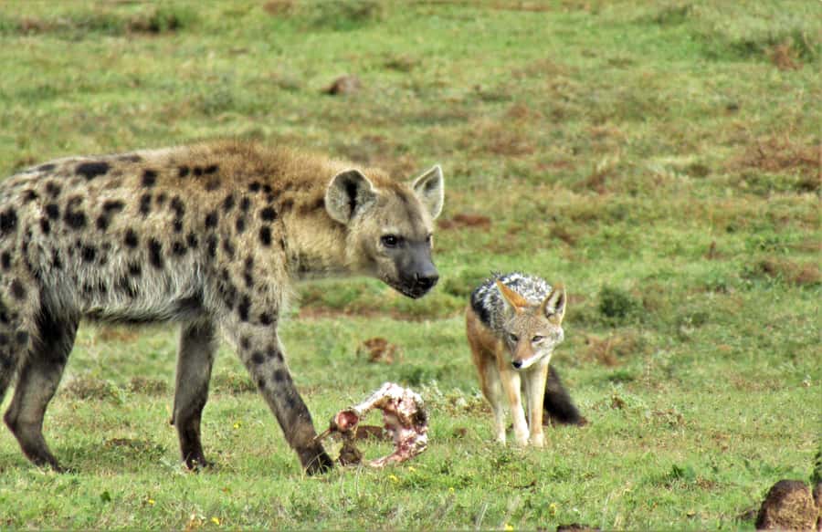 Addo National Park: Guided Half-Day Safari - Who should book this Addo safari?