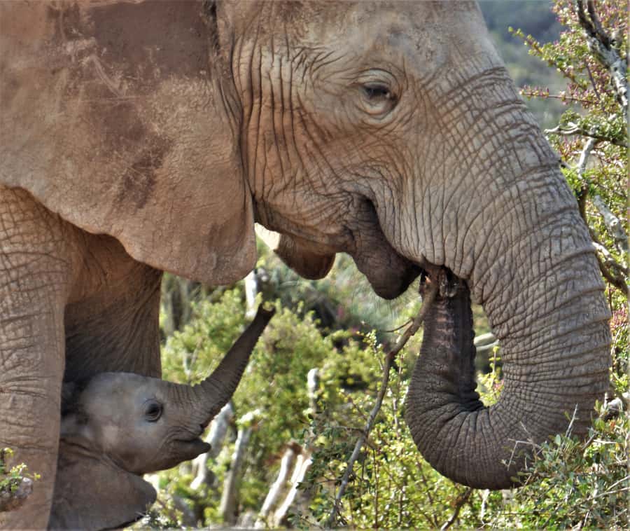 Addo National Park: Guided Half-Day Safari - Meeting at Crisscross Adventures in Addo village