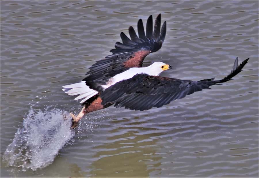 Addo River Safari - Guided Tour via Canoe - Key points for your Addo river outing
