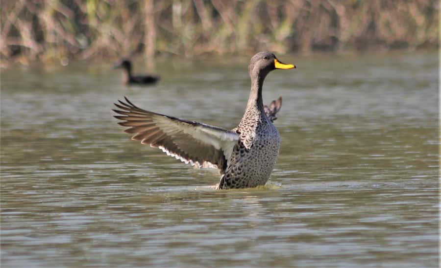 Addo River Safari - Guided Tour via Canoe - Why birdwatchers should pay attention