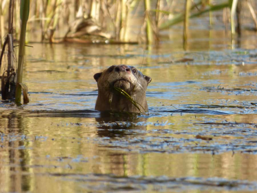 Addo River Safari - Guided Tour via Canoe - The $49 price and the value of the outing