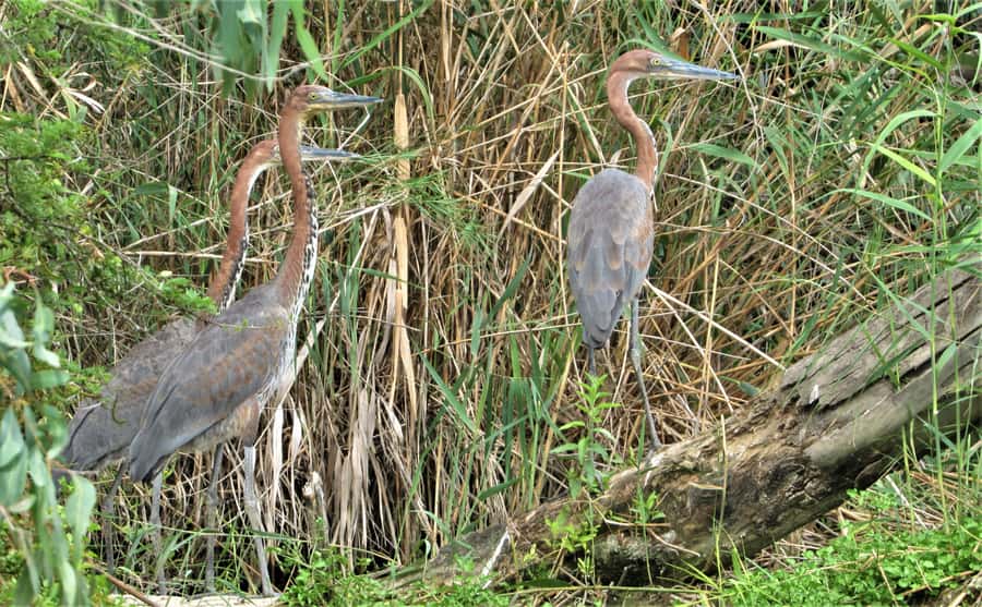 Addo River Safari - Guided Tour via Canoe - Weather, water levels, and booking terms