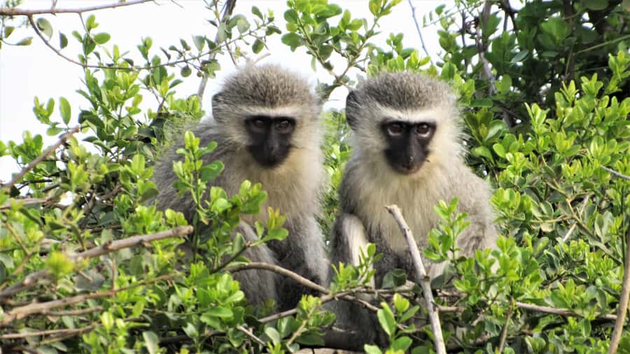 Addo River Safari - Guided Tour via Canoe - Should you book the Addo River Safari?
