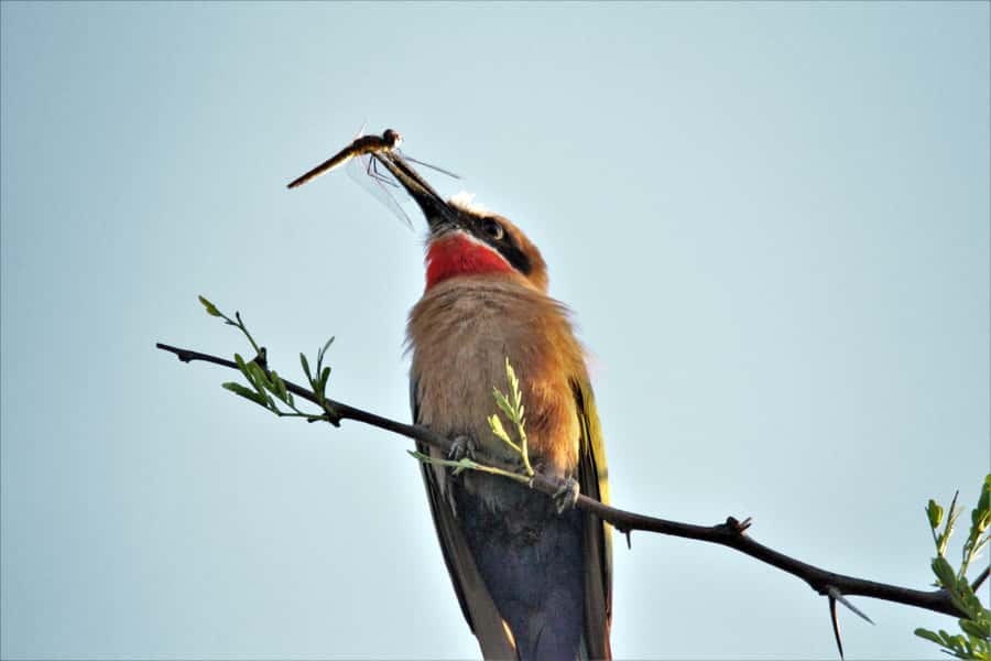 Addo River Safari - Guided Tour via Canoe - FAQ