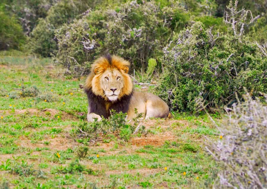Addo Safari Full Day Tour - Key points before you book