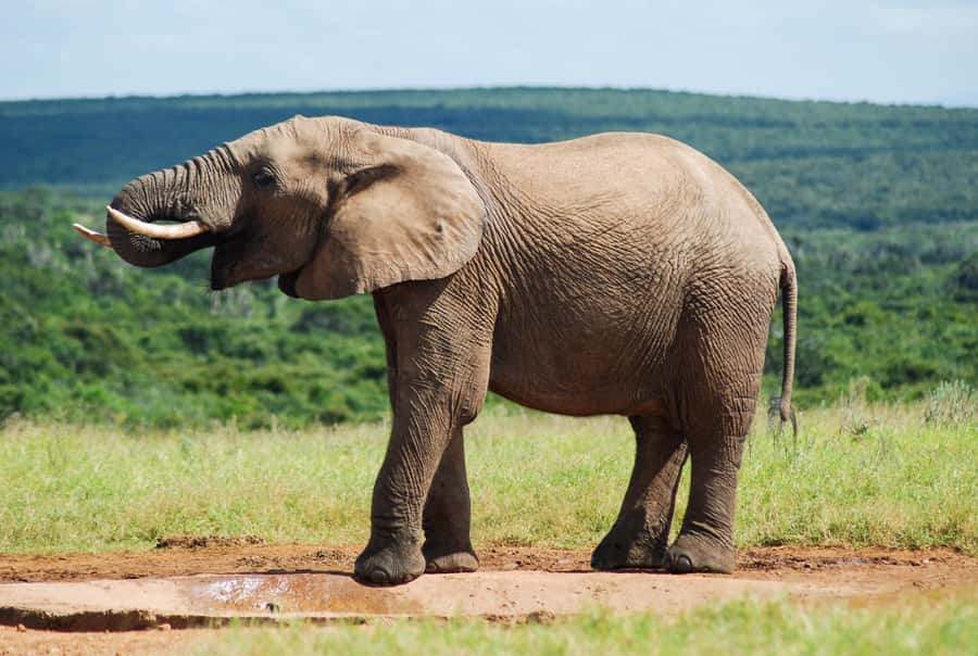 Addo Safari Full Day Tour - Why Addo makes a good full-day safari