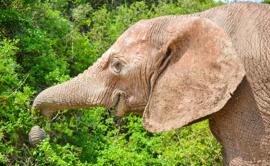 Addo Safari Full Day Tour - The 8.5-hour park visit