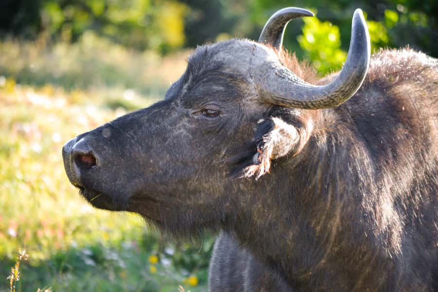 Addo Safari Full Day Tour - Looking for elephants, Big 5 animals, and smaller finds