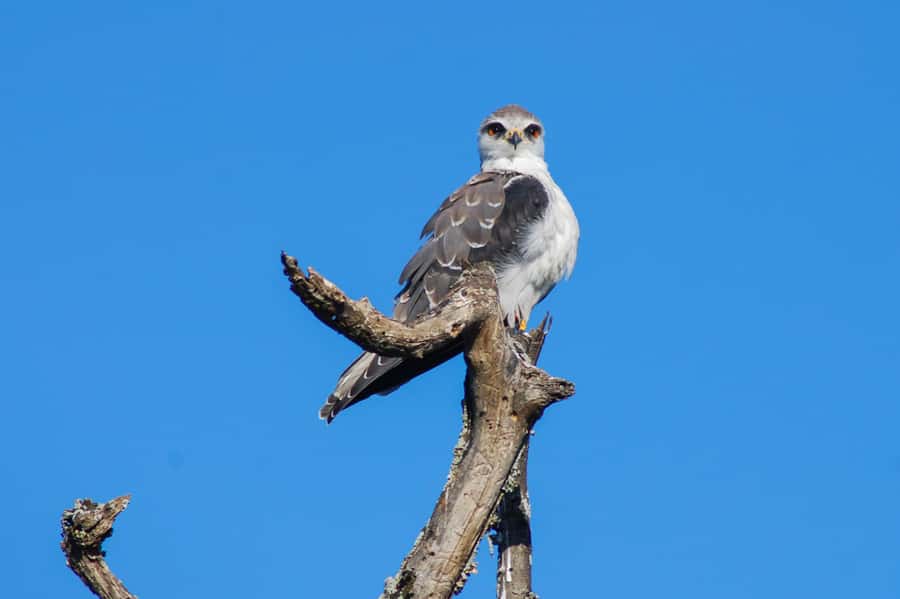 Addo Safari Full Day Tour - Why the guide matters so much