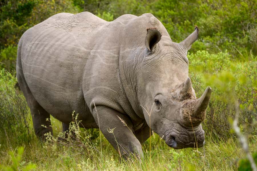 Addo Safari Full Day Tour - Is $236 per person good value?