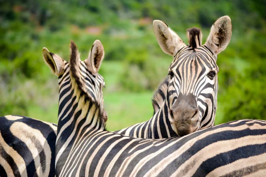 Addo Safari Full Day Tour - Who will enjoy this Addo day most?