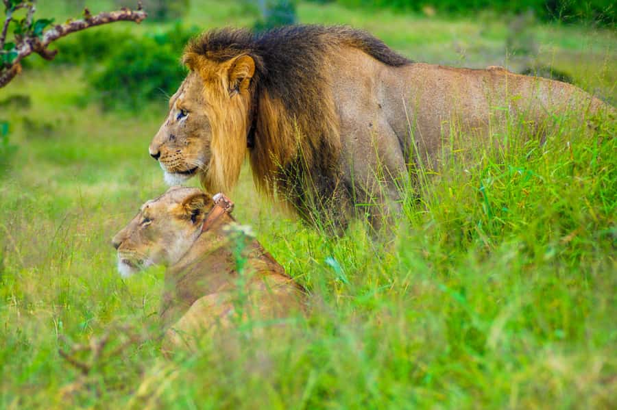 Addo Safari Full Day Tour - Starting at A Taste of Africa in Colchester