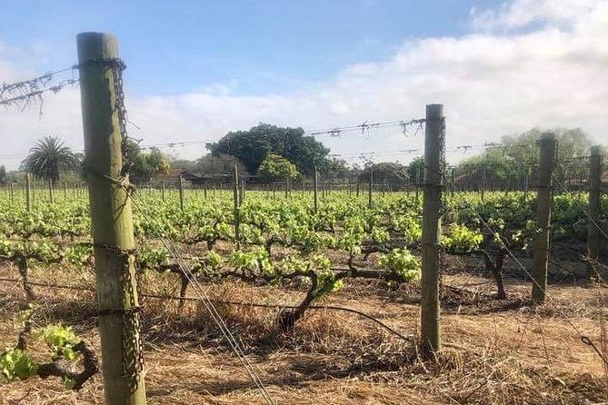 African Story Wine Tours in the Cape Winelands - Starting from Cape Town at 8:30 a.m.